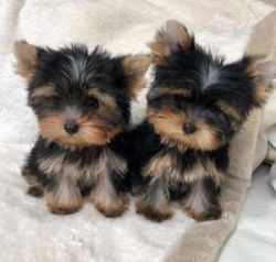 Yorkshire terrier girl and boy puppy