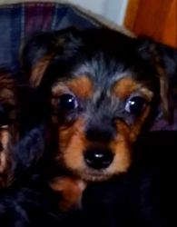 Yorky terrier puppy for sale
