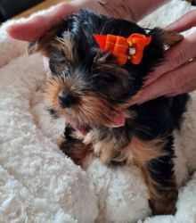 Quality Teacup Yorkshire Terrier Puppies Ready