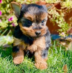 Full pedigree kc Registered Yorkshire Terrier Puppies For Sale