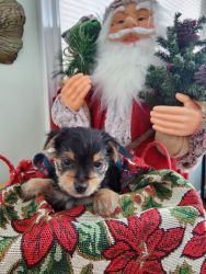BLONDE YORKIE MIX PUPPY ONLY ONE LEFT!!!