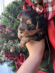 Male yorkie available Non registered he’ll be ready December 19th! PM