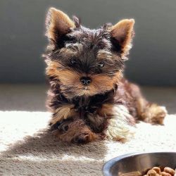 Magnificent miniature Yorkshire terrier puppies