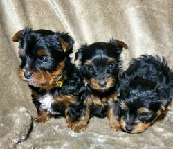 CKC YORKY PUPPIES,. JUST IN TIME FOR CHRISTMAS