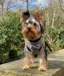 Yorkie terrier for sale to good home,A KC registered, vet checked