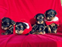 Beautiful Baby Doll AKC Yorkshire Terriers