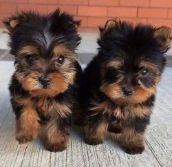 Cutes Yorkie puppies for Rehoming