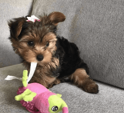 Healthy yorkie for sale.