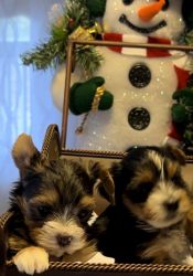 Yorkshire Terrier Males