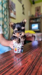 Yorkshire Terrier Puppy available