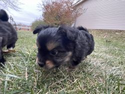 Yorkie mix for sale