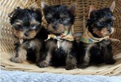 Teacup Yorkie Puppies for sale
