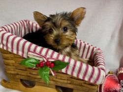 Merry- Female teacup Yorkie puppy