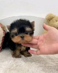Yorkshire Terriers Puppies For Sale