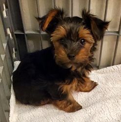 FULL BREED YORKIE FOR REHOMING