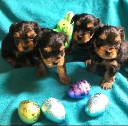 Registered Yorkshire Puppies For Re-Homing