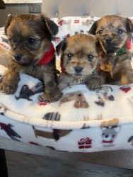 Traditional yorkie pups