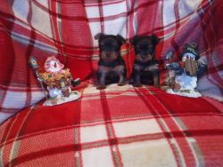 2 male pure bred Yorkies for sale