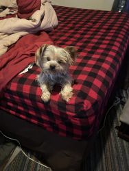 I have a 11 month old terrier, Yorky, very playful, lovable housebroke