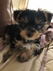Yorkie puppies for sale too loving family