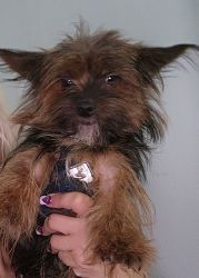 Yorkie 8M Old Male