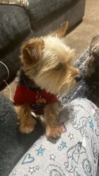 1 year old yorkie male