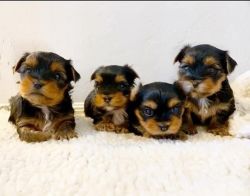 Adorable Tiny Yorkshire Terriers