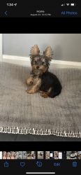 10 month old male yorkie