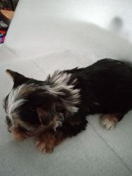 Yorkshire terriers female