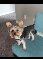 Yorkie puppy for Sale