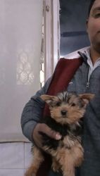 Trust Kennel Yorkshire Terrier Pups For Sale