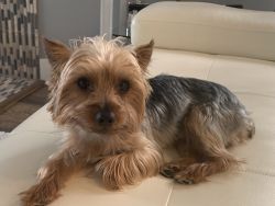 Mature Yorkie (male) for sale