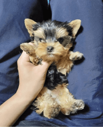 Adorable Yorkies in need of new home