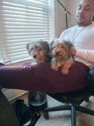 24 month old Yorkies