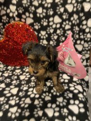 2 month old Yorkie Males
