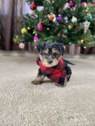 Male Yorkie for Sale