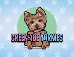 Creekside Yorkies