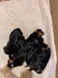 Yorkies available, I’m in New Jersey area.