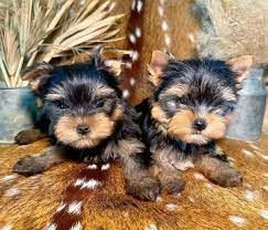 Tiny Yorkies Puppies