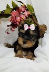 Christmas Yorkie Puppies for sale