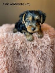 Highly socialized Yorkie babies ready March 3rd