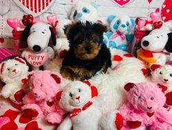 Stunning Male and Female Yorkie Puppies for Good homes