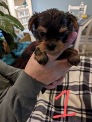 Male Yorkie puppies
