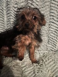 Yorkie male puppy for $650