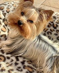 Yorkies puppy for rehoming