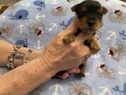 Yorkshire Terriers for sale