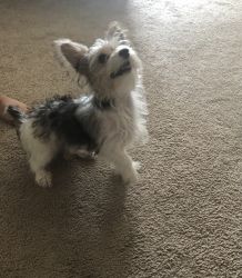 Yorkie mixed with Chihuahua