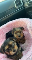 Female yorkie puppy (pure breed)