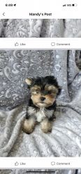 7 month old Yorkie for sale