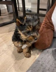 READY for NEW HOME 1 GIRL Yorkshire terrier